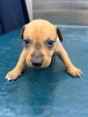 adoptable Dog in mobile, AL named STORMY