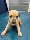adoptable Dog in mobile, AL named SUNNY