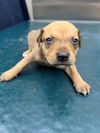 adoptable Dog in mobile, AL named STARLING