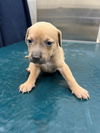 adoptable Dog in mobile, AL named FROST