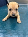 adoptable Dog in mobile, AL named THUNDER