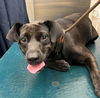 adoptable Dog in mobile, AL named MYSTIC