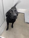 adoptable Dog in mobile, AL named JASMINE