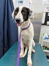 adoptable Dog in  named SKIPPY