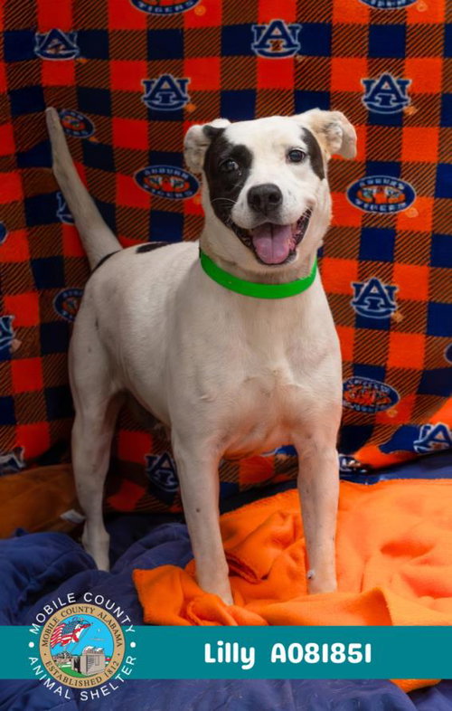 picture of the dog needing adoption