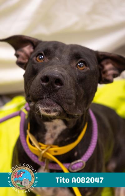 picture of the dog needing adoption