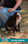 BRANDY - Photo 1