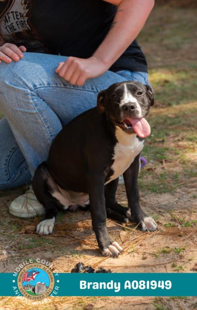 picture of the dog needing adoption