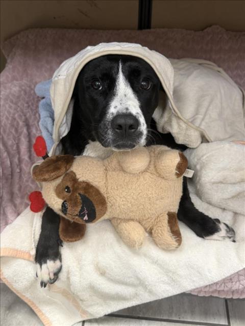 picture of the dog needing adoption