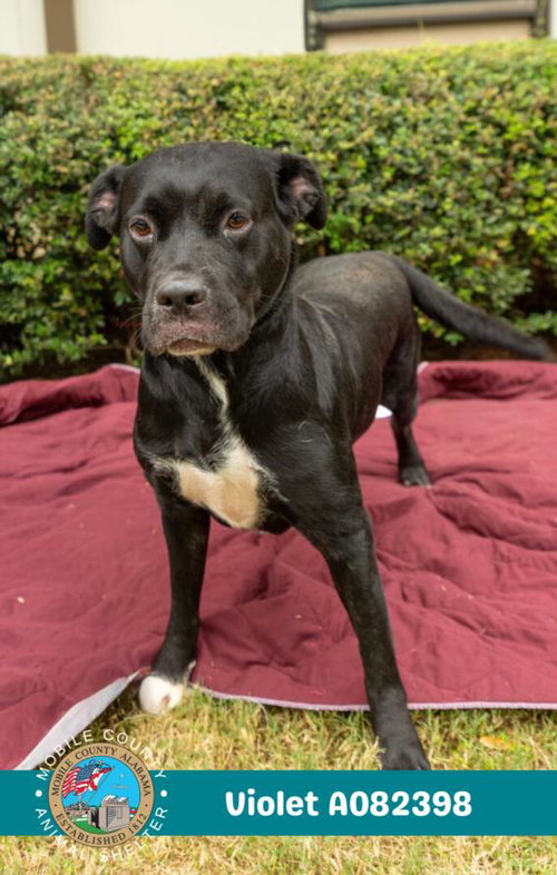 picture of the dog needing adoption