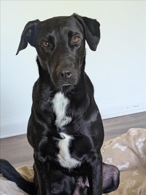 CLYDE, an adoptable Labrador Retriever in Mobile, AL