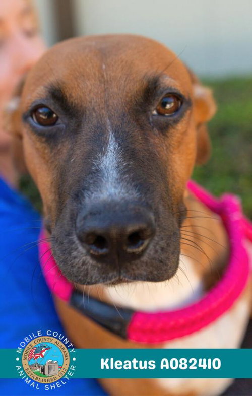 picture of the dog needing adoption