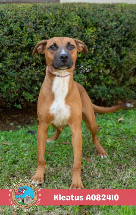 Kleatus - Rat Terrier