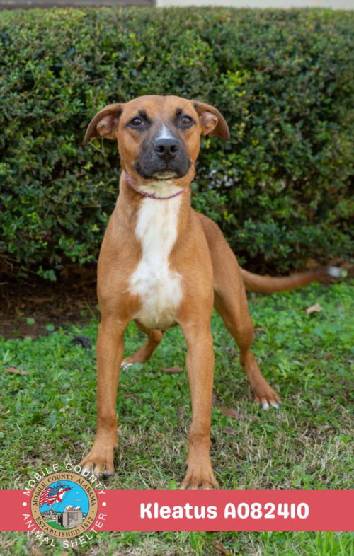 KLEATUS - Rat Terrier available for adoption