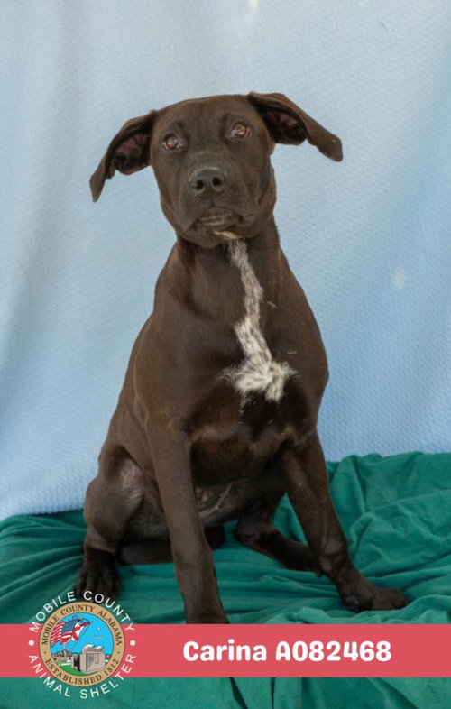 CARINA - Labrador Retriever available for adoption