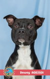 DEWEY - Photo 1