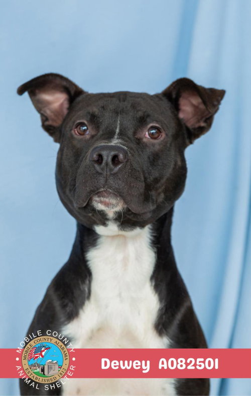 DEWEY - Bulldog available for adoption
