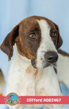 CLIFFORD - Photo 1