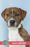 ROSCO - Photo 1