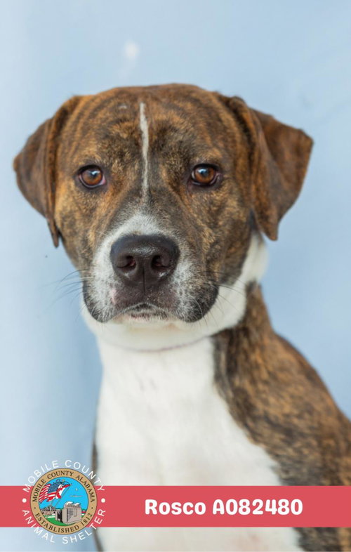 ROSCO - Labrador Retriever available for adoption