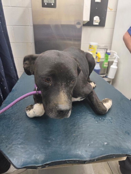 picture of the dog needing adoption
