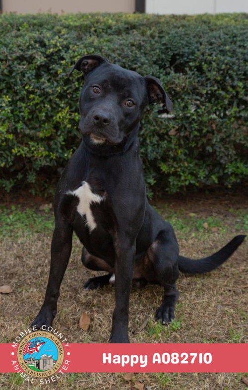 HAPPY - Labrador Retriever available for adoption