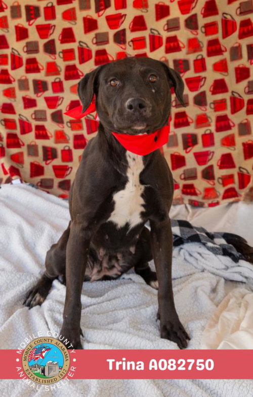 picture of the dog needing adoption