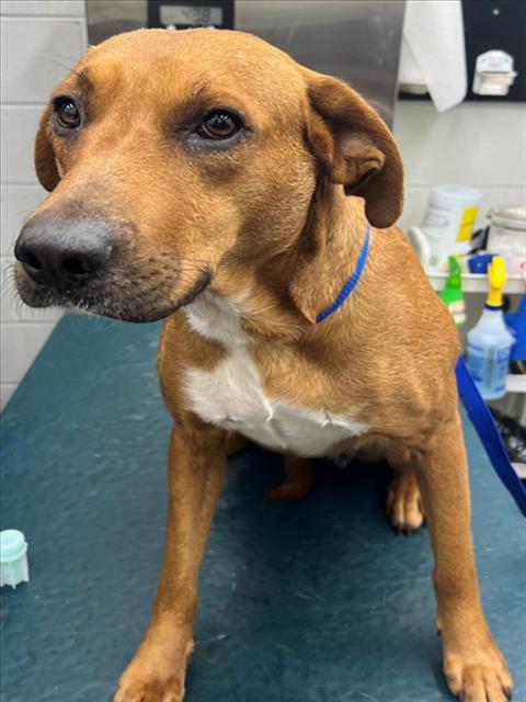 picture of the dog needing adoption