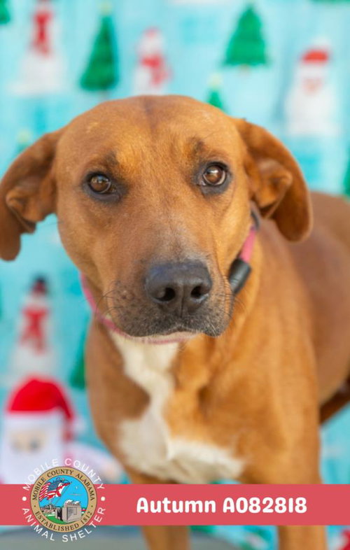 AUTUMN - Labrador Retriever available for adoption