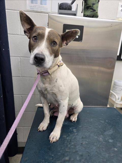 picture of the dog needing adoption