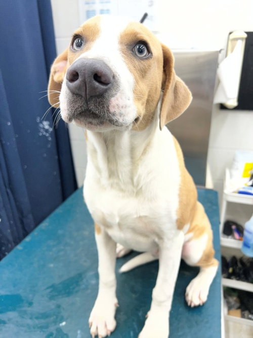 picture of the dog needing adoption