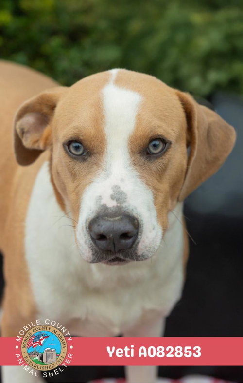 picture of the dog needing adoption