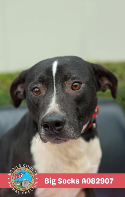 picture of the dog needing adoption