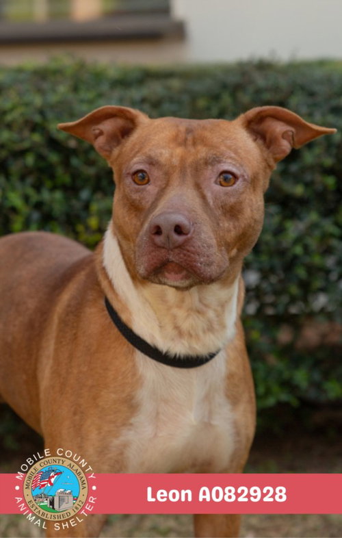 picture of the dog needing adoption