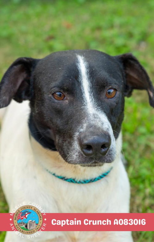 picture of the dog needing adoption