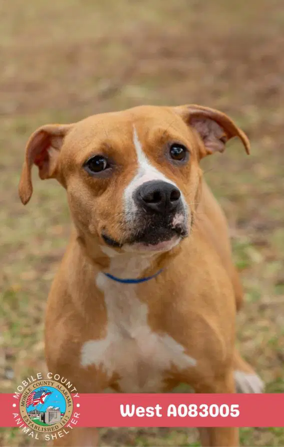 West - American Bulldog
