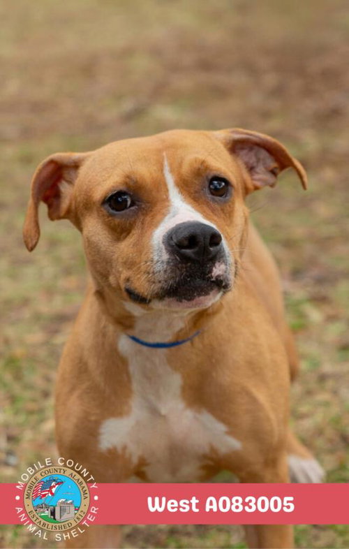 picture of the dog needing adoption