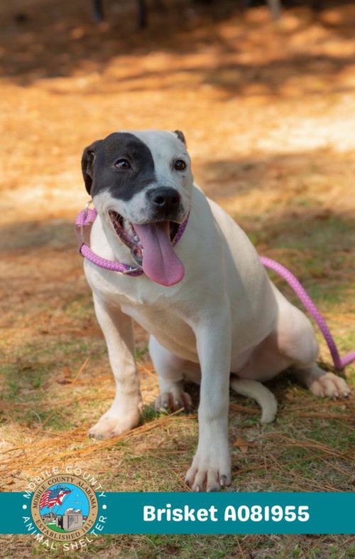 picture of the dog needing adoption