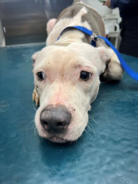 picture of the dog needing adoption