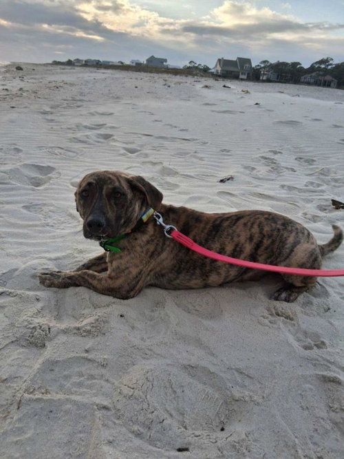 LUCINDA, an adoptable Hound in Mobile, AL