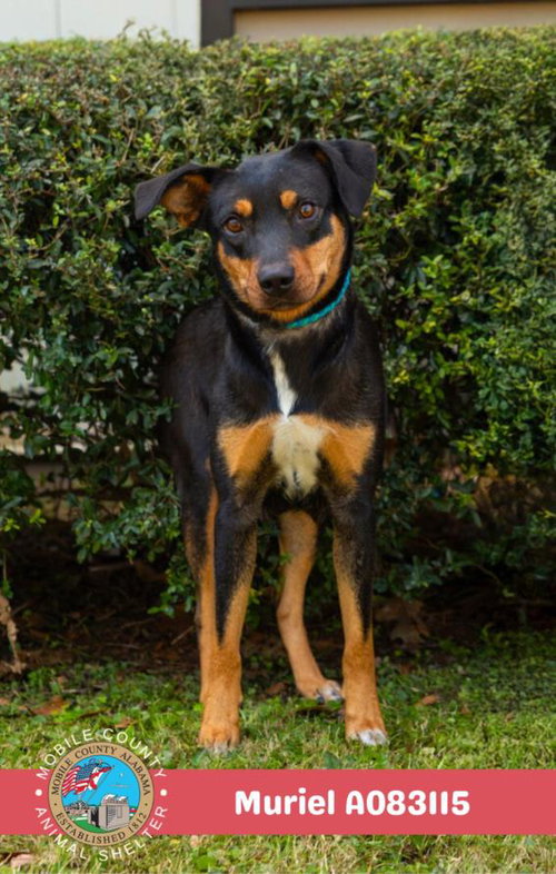 picture of the dog needing adoption