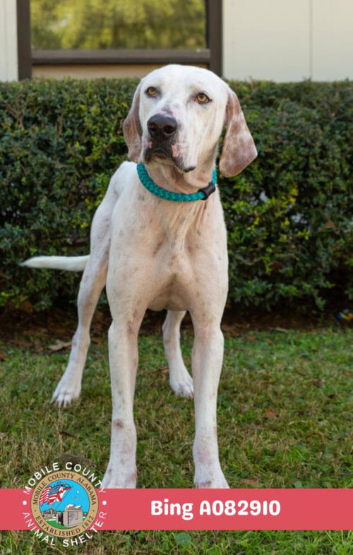 picture of the dog needing adoption