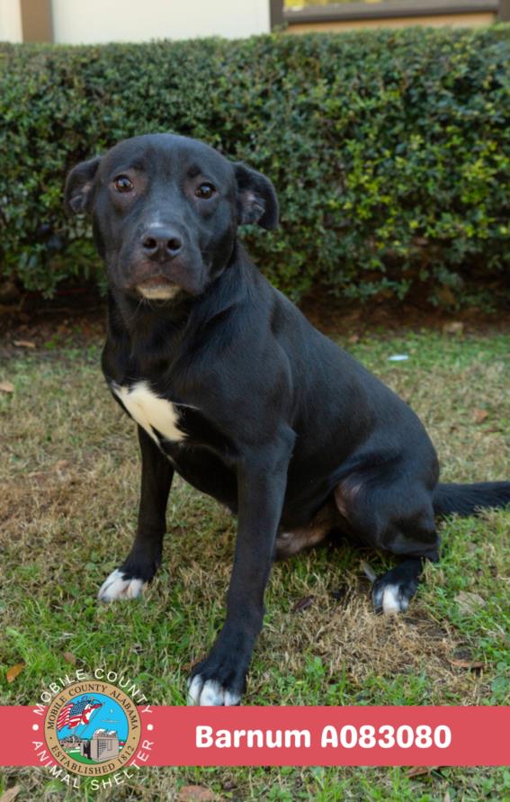 Labrador Retriever