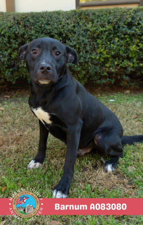 picture of the dog needing adoption