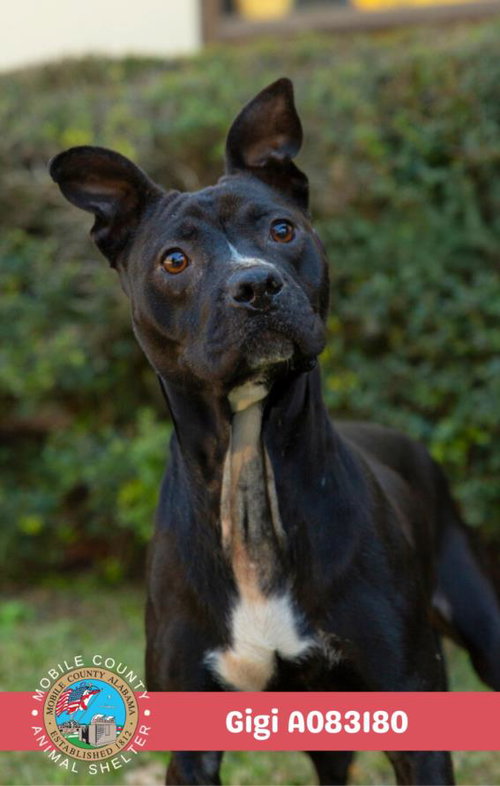 picture of the dog needing adoption