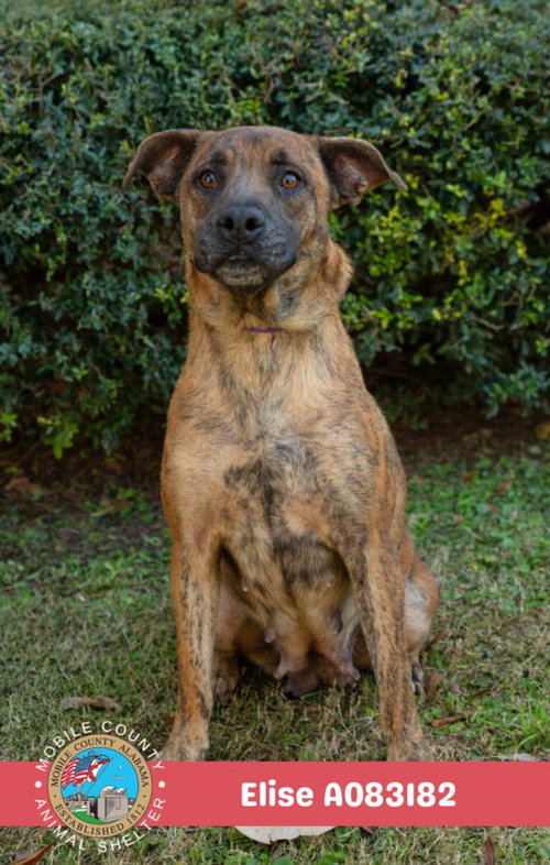 picture of the dog needing adoption