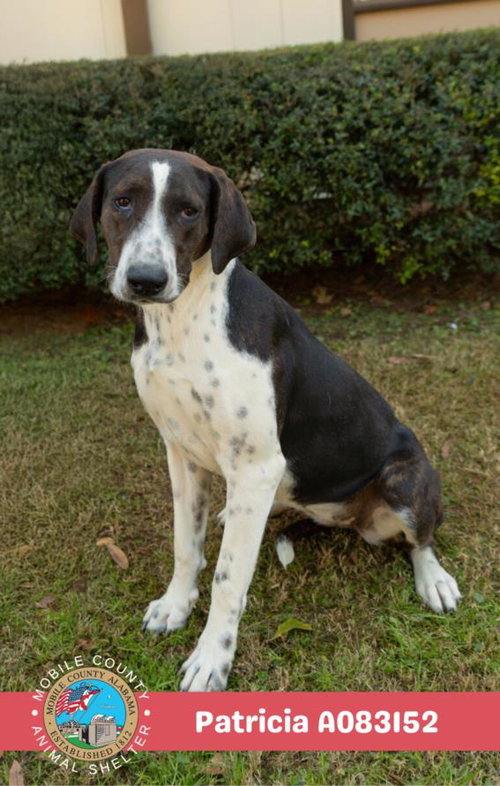 picture of the dog needing adoption