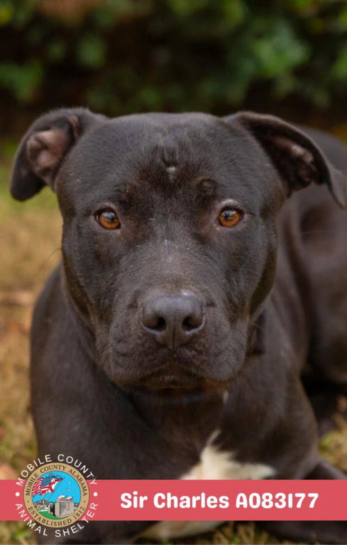 picture of the dog needing adoption