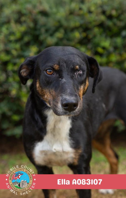 picture of the dog needing adoption