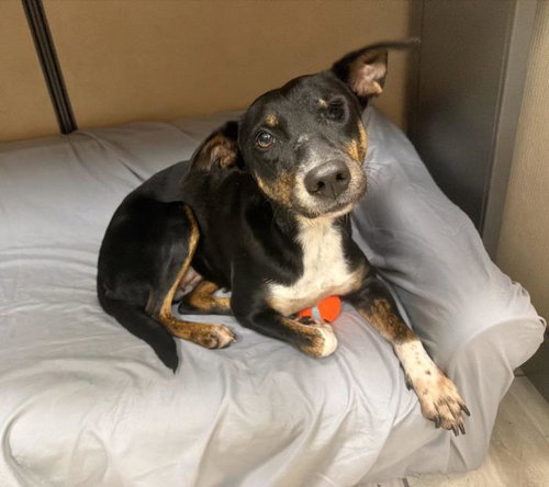 picture of the dog needing adoption